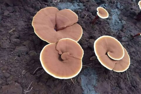 ganoderma lucidum powder