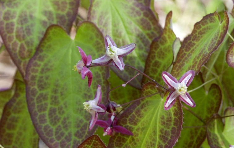 effect of combination of Epimedium and Ligustri Lucidi Fructus