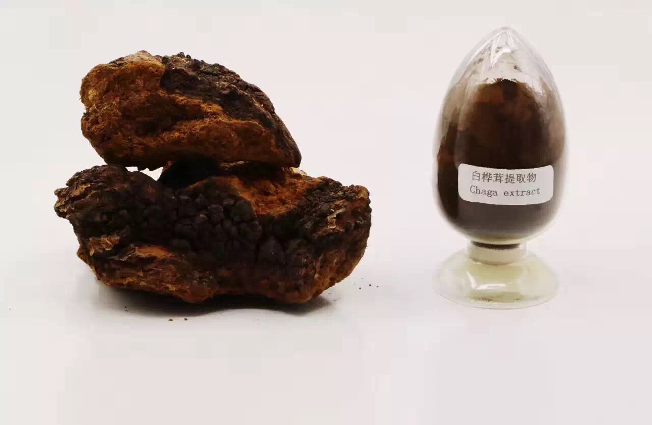 Chaga Mushroom Extract Beta Glucan