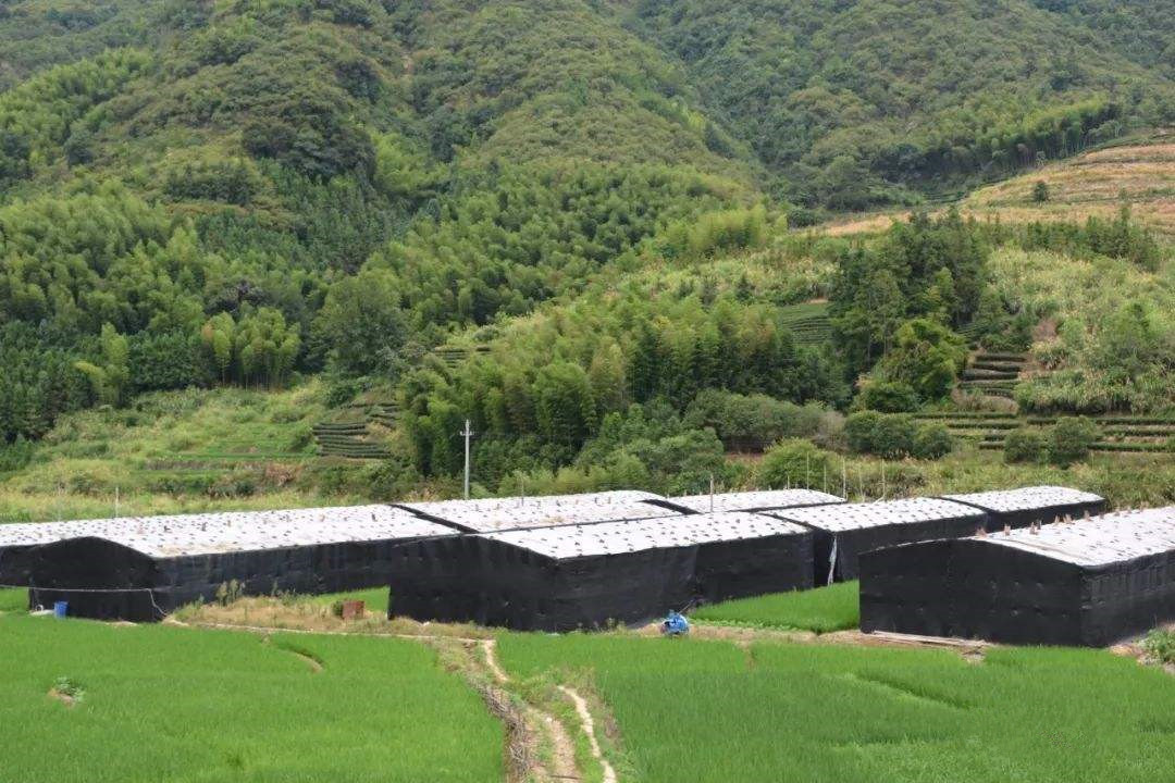 agaricus blazei beta glucan--organic planted base