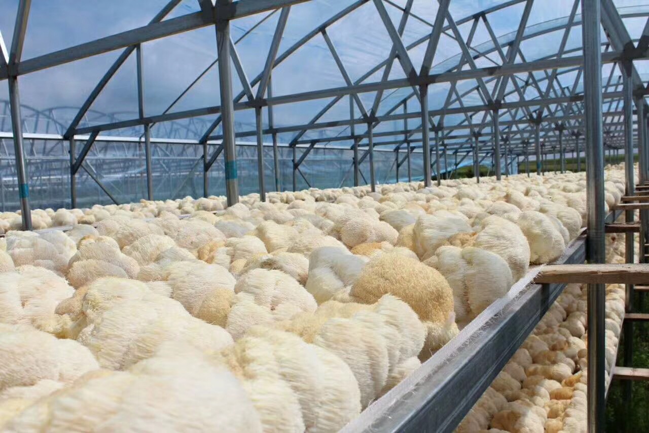 Hericium Erinaceus Beta Glucan planted base