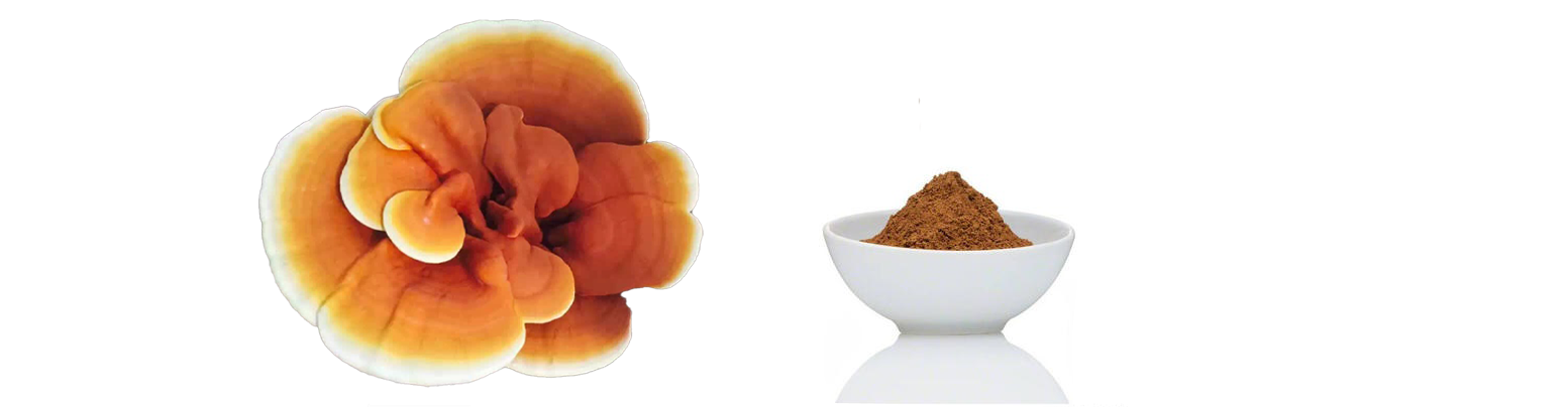 Reishi Mushroom Extract Beta Glucan