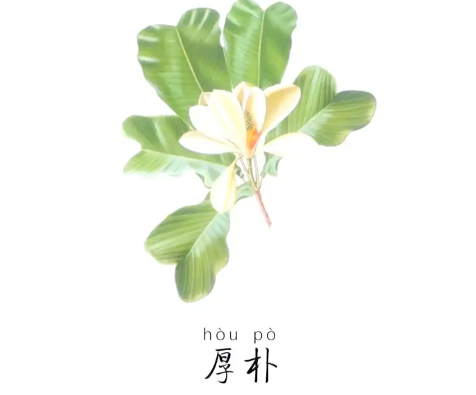 Magnolia Bark Extract Powder