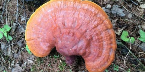 Ganoderma inhibit the growth of gastric tumor. jpg